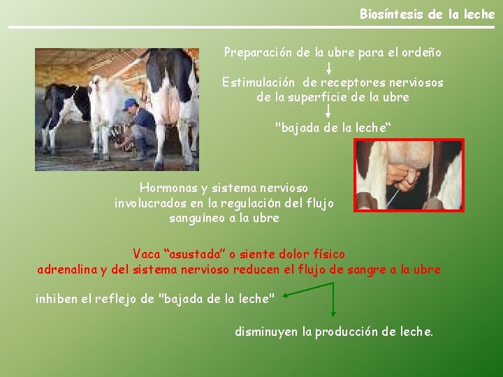 Biosíntesis de la leche Preparación de la ubre para el ordeño Estimulación de receptores