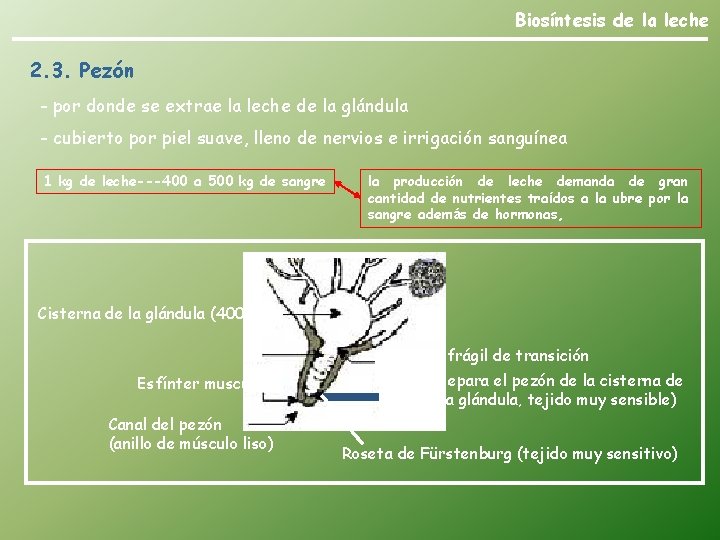 Biosíntesis de la leche 2. 3. Pezón - por donde se extrae la leche