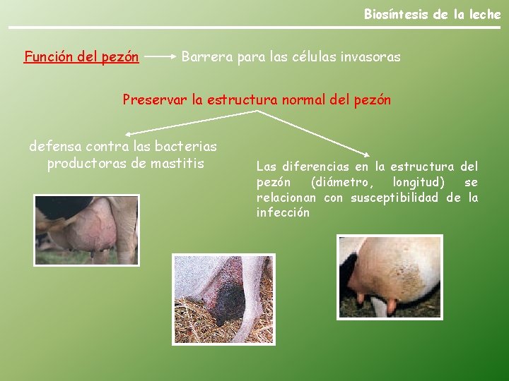 Biosíntesis de la leche Función del pezón Barrera para las células invasoras Preservar la