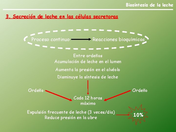 Biosíntesis de la leche 3. Secreción de leche en las células secretoras Proceso continuo