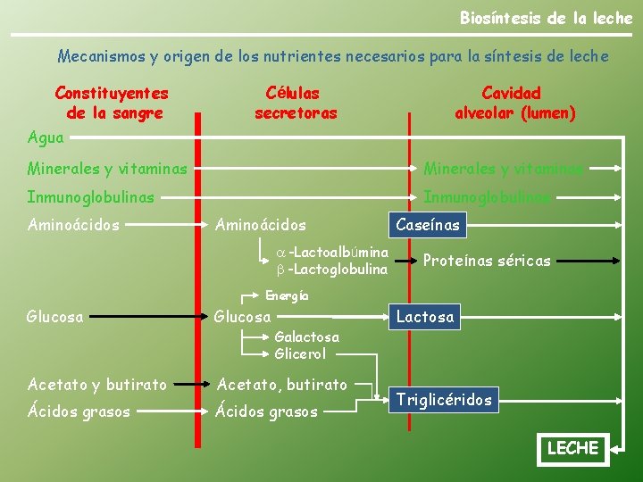 Biosíntesis de la leche Mecanismos y origen de los nutrientes necesarios para la síntesis