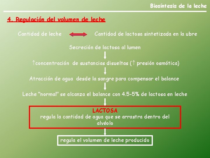 Biosíntesis de la leche 4. Regulación del volumen de leche Cantidad de lactosa sintetizada