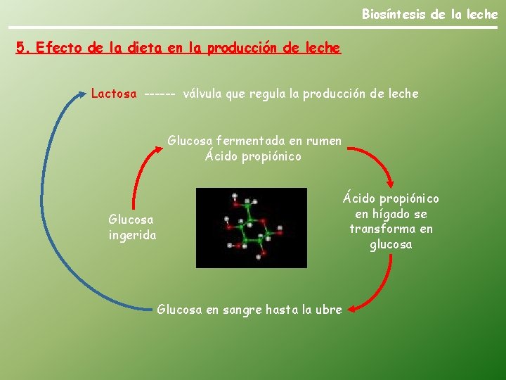 Biosíntesis de la leche 5. Efecto de la dieta en la producción de leche