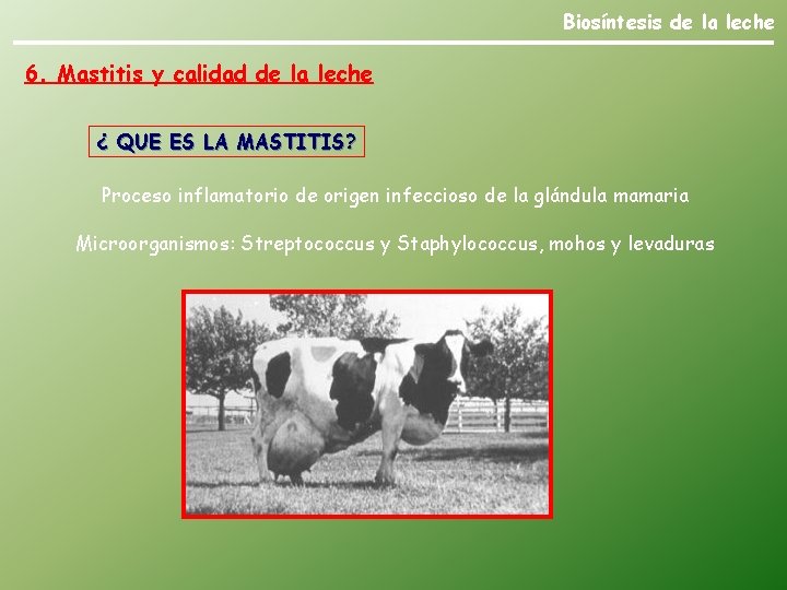Biosíntesis de la leche 6. Mastitis y calidad de la leche ¿ QUE ES