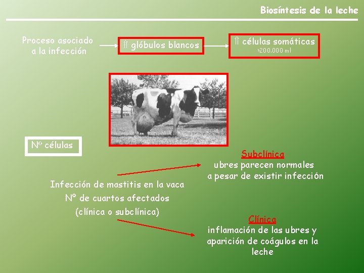 Biosíntesis de la leche Proceso asociado a la infección glóbulos blancos Nº células Infección