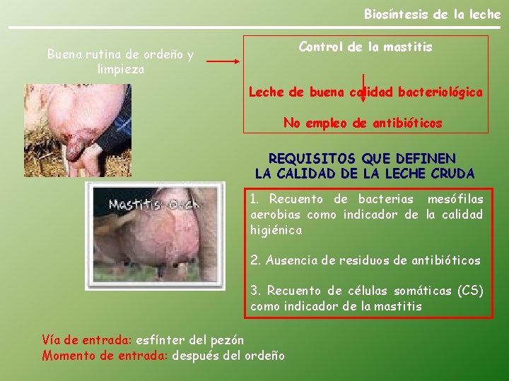 Biosíntesis de la leche Control de la mastitis Buena rutina de ordeño y limpieza