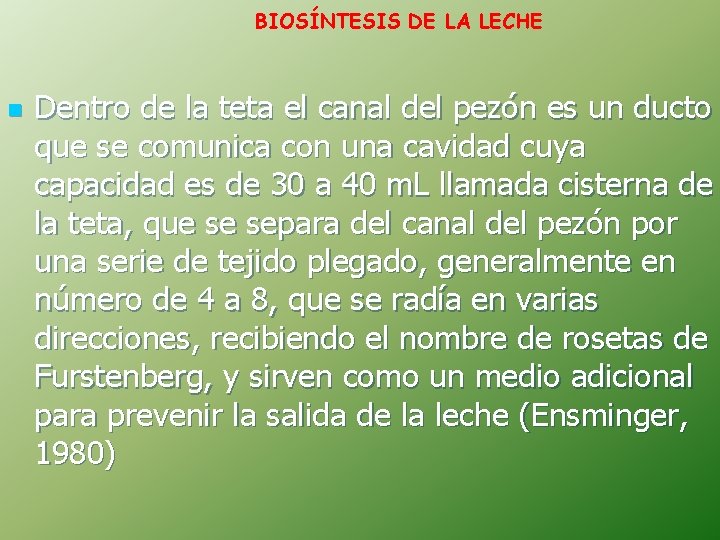 BIOSÍNTESIS DE LA LECHE n Dentro de la teta el canal del pezón es