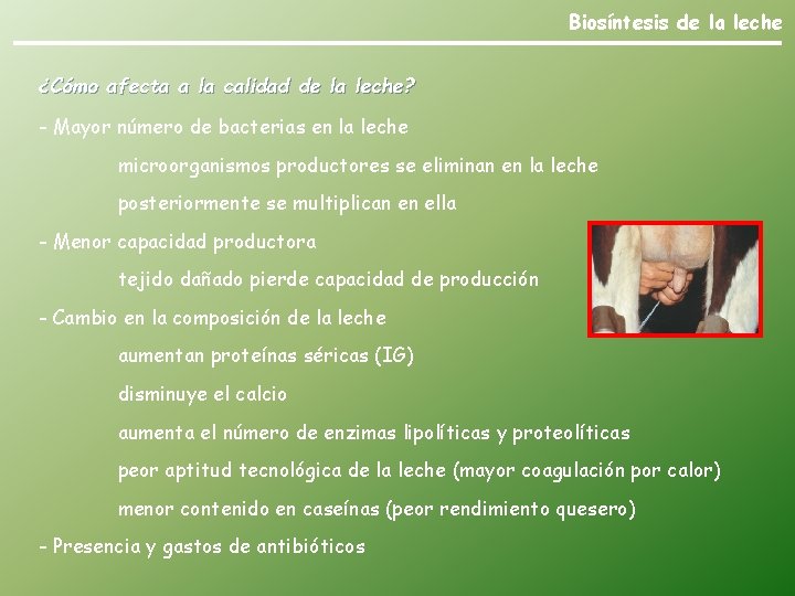 Biosíntesis de la leche ¿Cómo afecta a la calidad de la leche? - Mayor
