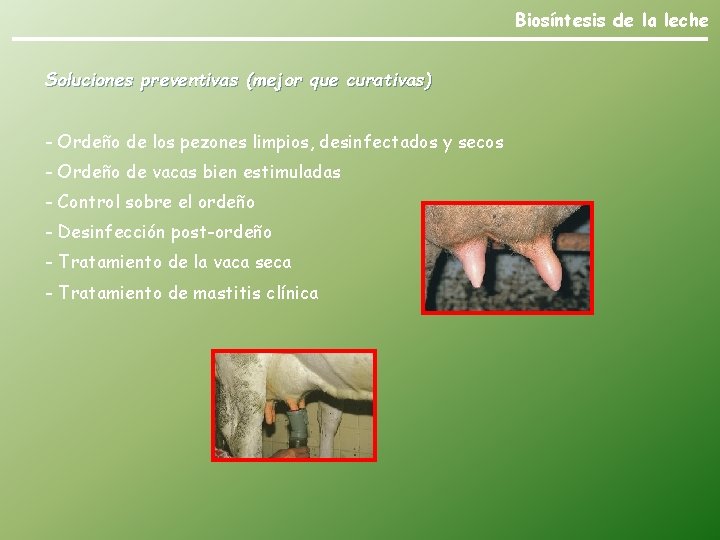 Biosíntesis de la leche Soluciones preventivas (mejor que curativas) - Ordeño de los pezones