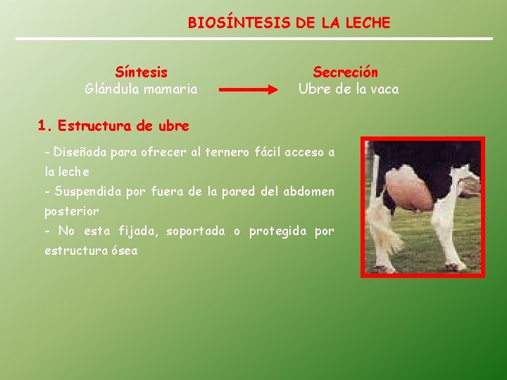 BIOSÍNTESIS DE LA LECHE Síntesis Glándula mamaria Secreción Ubre de la vaca 1. Estructura