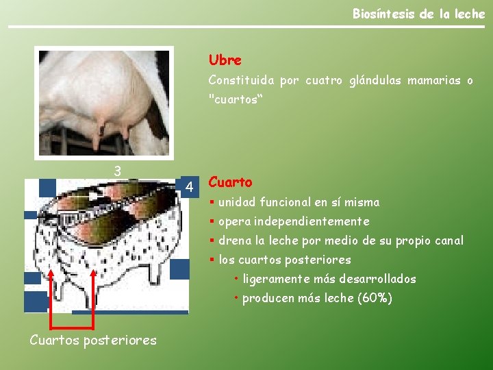 Biosíntesis de la leche Ubre Constituida por cuatro glándulas mamarias o "cuartos“ 1 3