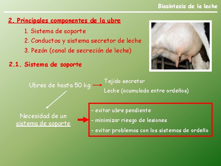 Biosíntesis de la leche 2. Principales componentes de la ubre 1. Sistema de soporte