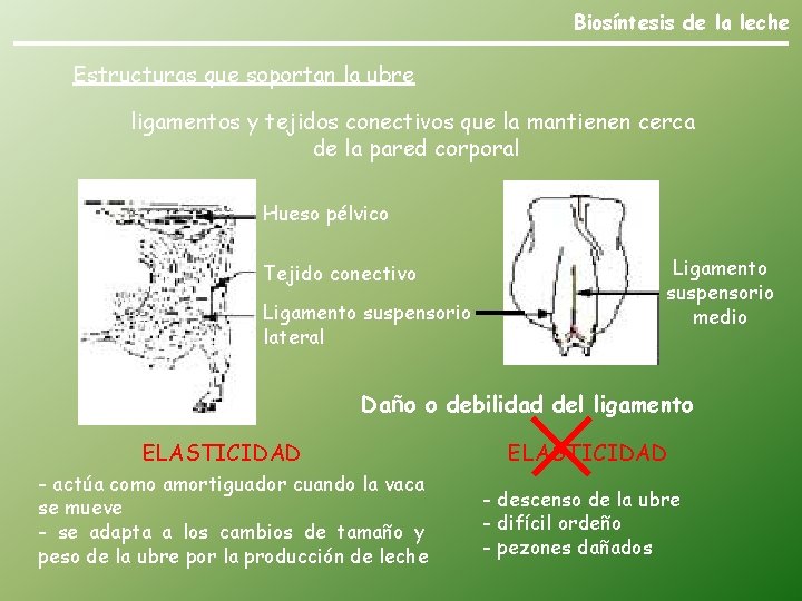 Biosíntesis de la leche Estructuras que soportan la ubre ligamentos y tejidos conectivos que