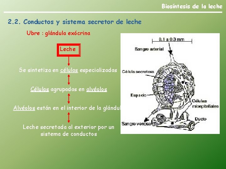 Biosíntesis de la leche 2. 2. Conductos y sistema secretor de leche Ubre :