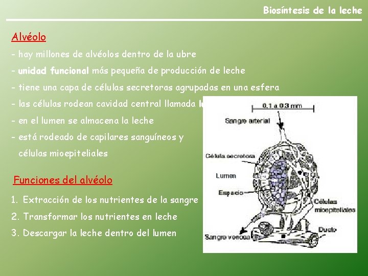 Biosíntesis de la leche Alvéolo - hay millones de alvéolos dentro de la ubre