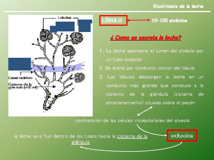 Biosíntesis de la leche LÓBULO 10 -100 alvéolos ¿ Como se secreta la leche?