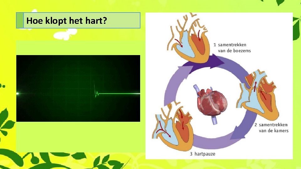 Hoe klopt het hart? 