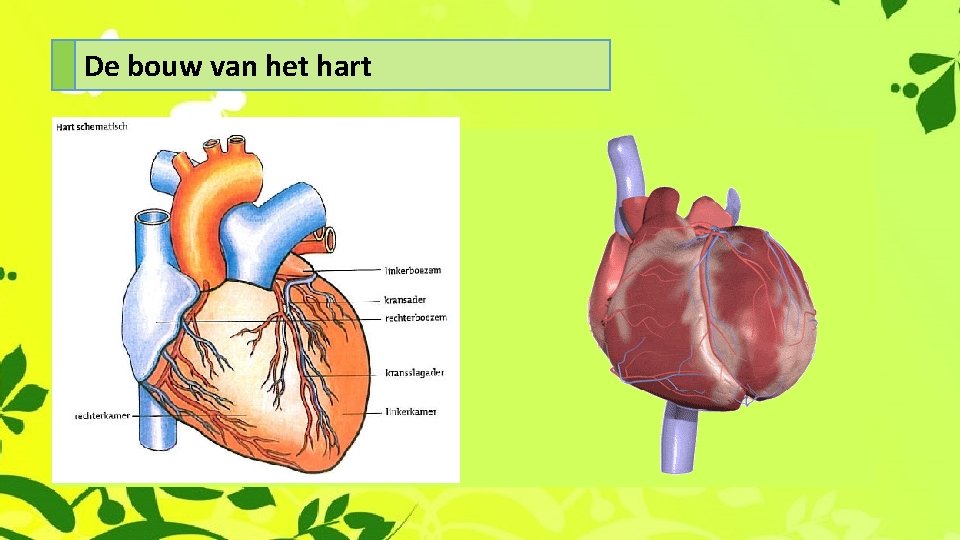 De bouw van het hart 