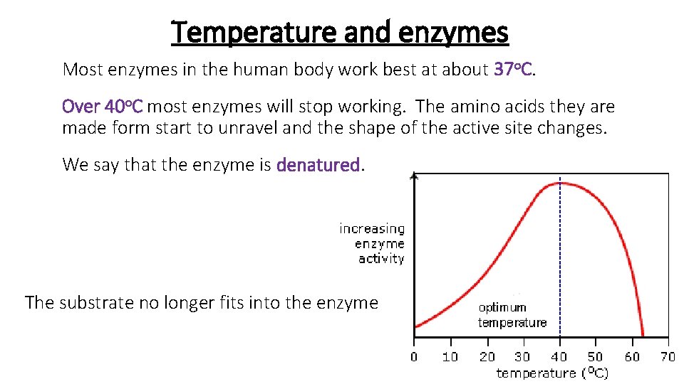 Temperature and enzymes Most enzymes in the human body work best at about 37