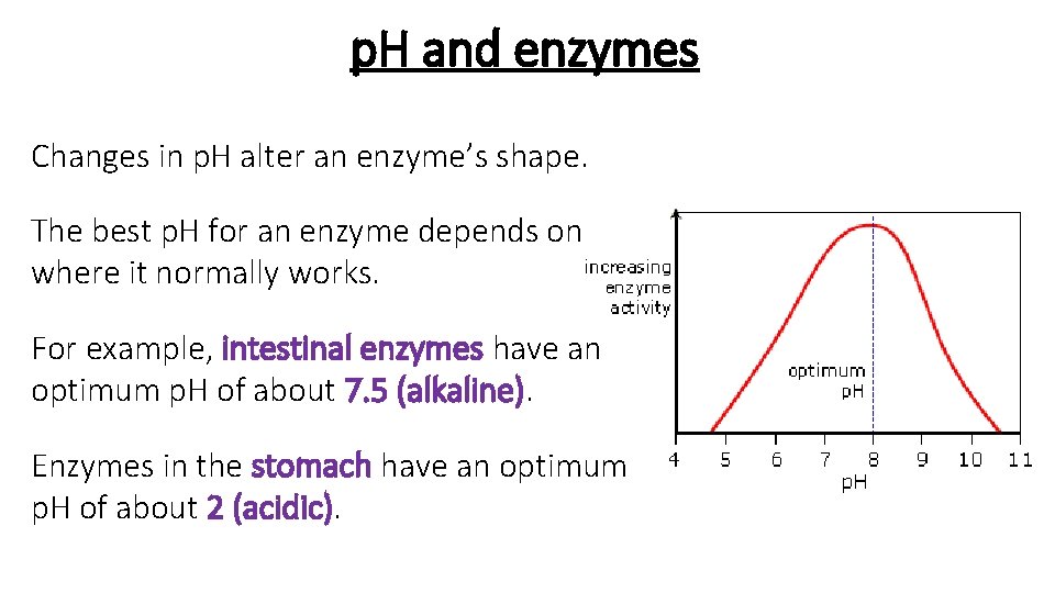 p. H and enzymes Changes in p. H alter an enzyme’s shape. The best