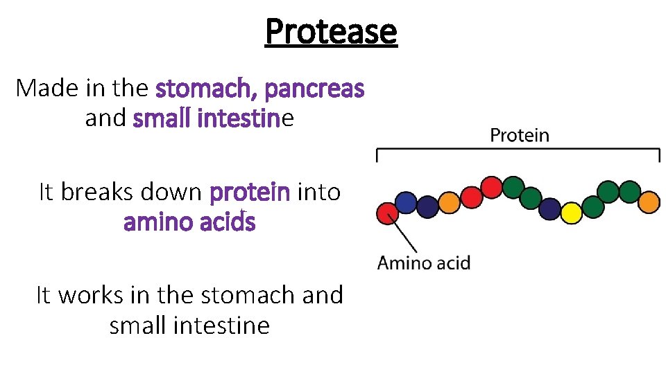 Protease Made in the stomach, pancreas and small intestine It breaks down protein into