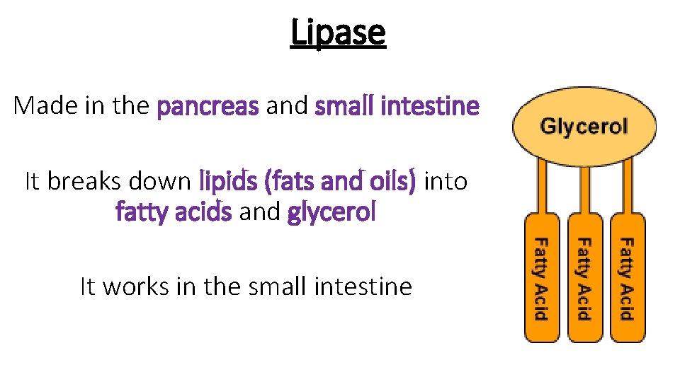 Lipase Made in the pancreas and small intestine It breaks down lipids (fats and