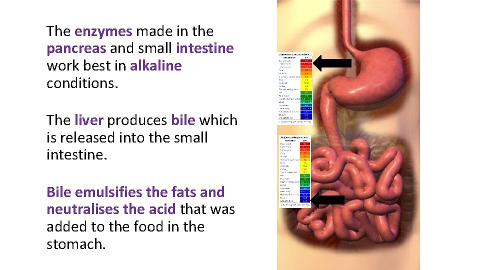 The enzymes made in the pancreas and small intestine work best in alkaline conditions.