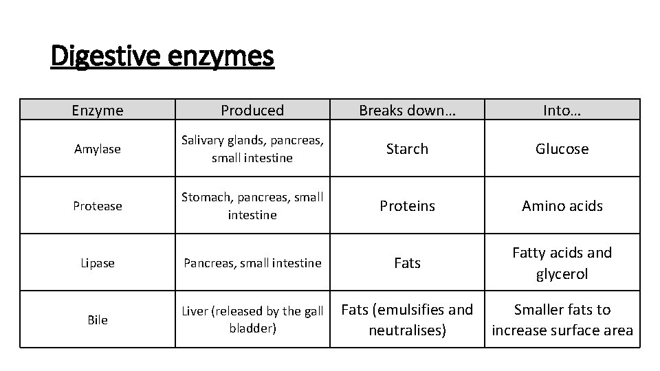 Digestive enzymes Enzyme Produced Breaks down… Into… Amylase Salivary glands, pancreas, small intestine Starch