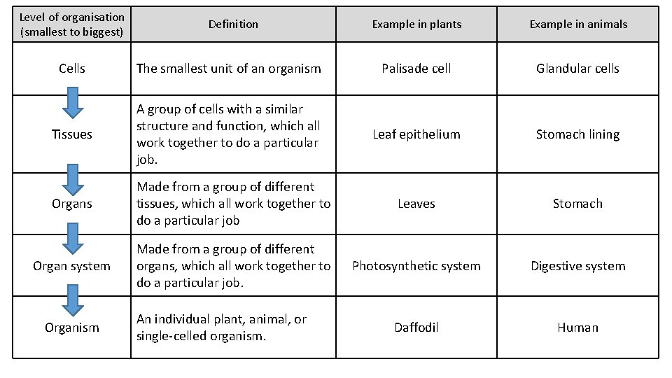 Level of organisation (smallest to biggest) Definition Example in plants Example in animals Cells