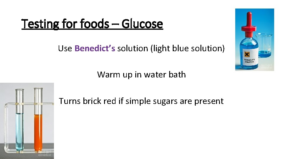 Testing for foods – Glucose Use Benedict’s solution (light blue solution) Warm up in