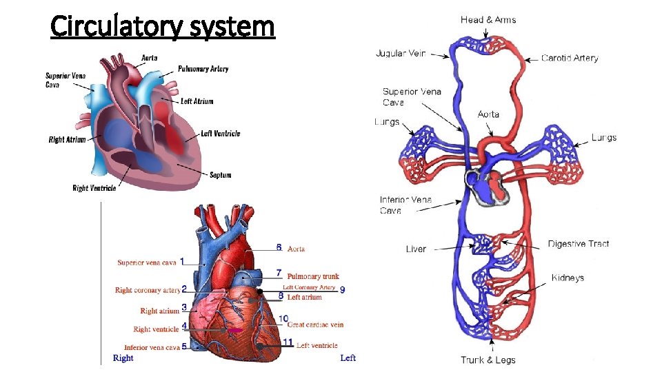 Circulatory system 