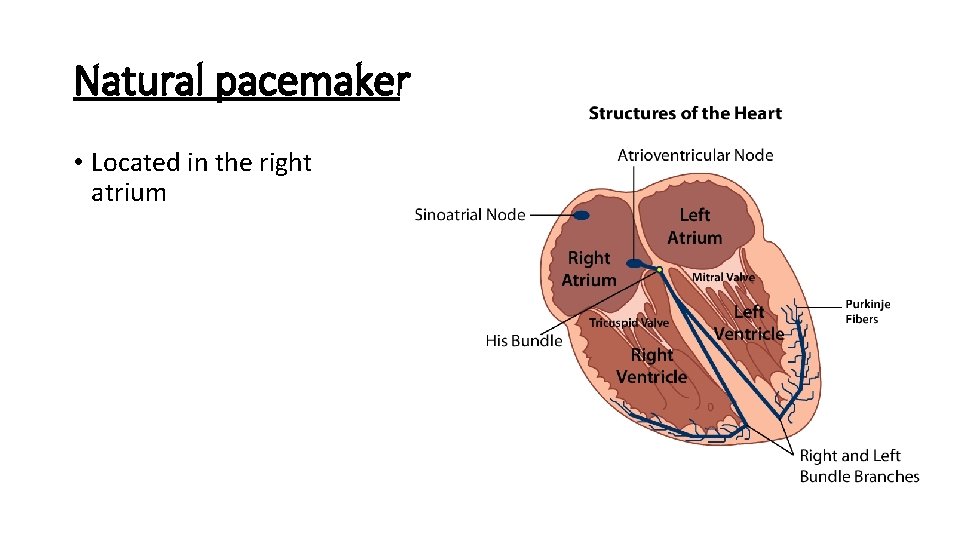 Natural pacemaker • Located in the right atrium 