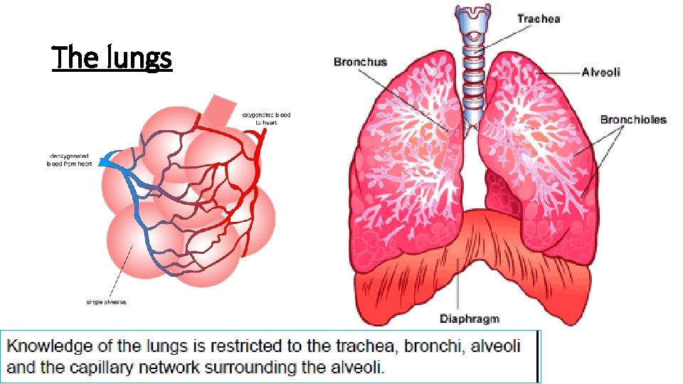 The lungs 
