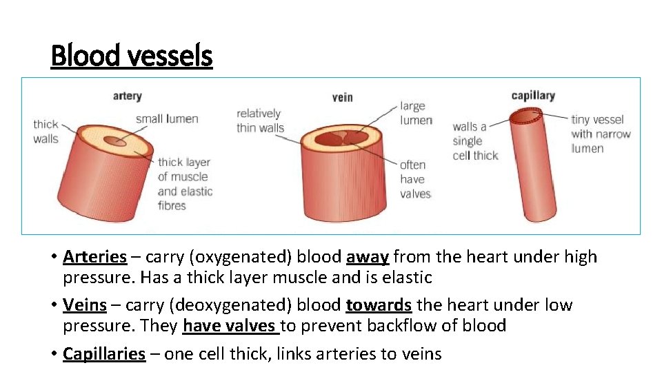 Blood vessels • Arteries – carry (oxygenated) blood away from the heart under high