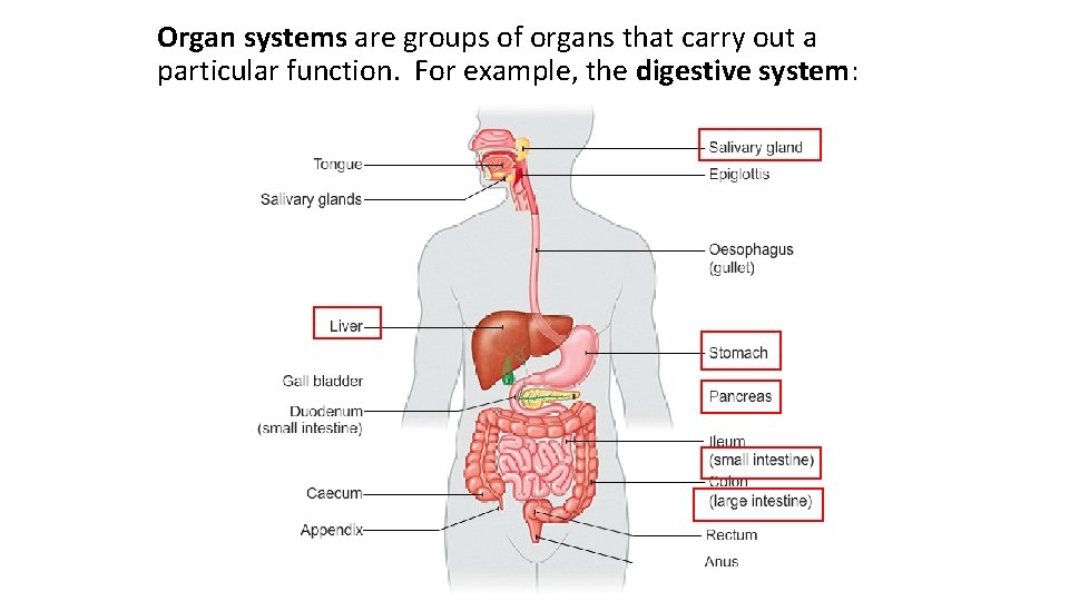 Organ systems are groups of organs that carry out a particular function. For example,