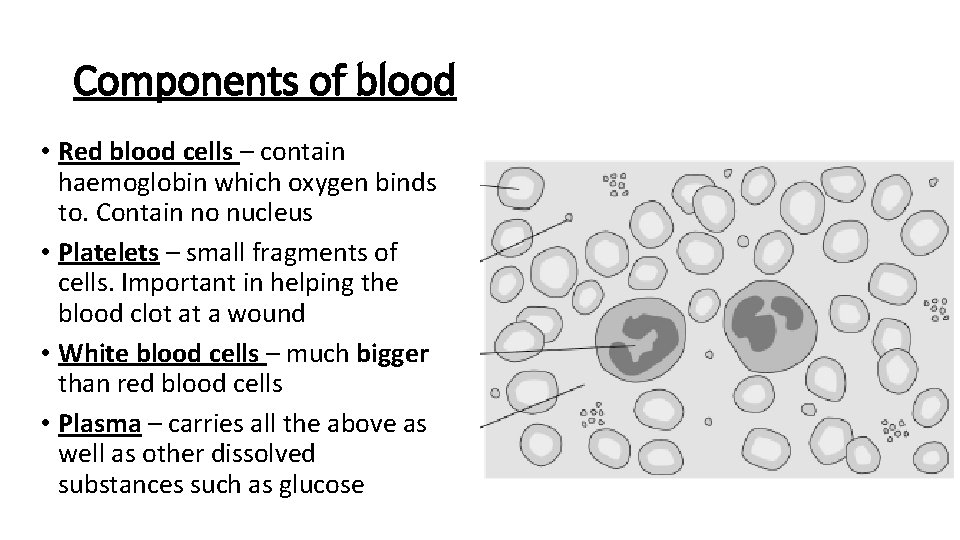 Components of blood • Red blood cells – contain haemoglobin which oxygen binds to.