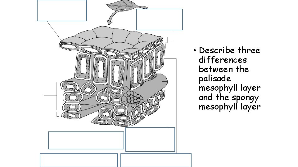  • Describe three differences between the palisade mesophyll layer and the spongy mesophyll