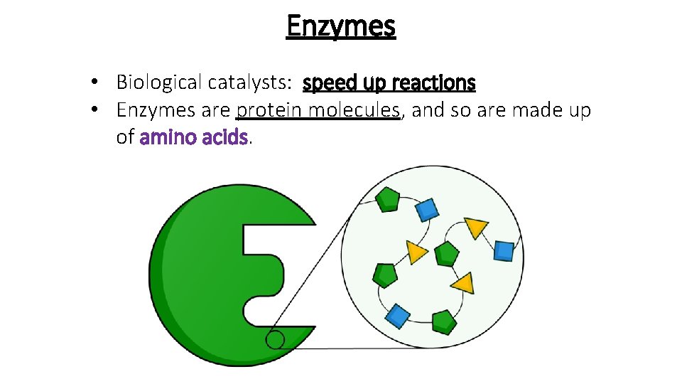 Enzymes • Biological catalysts: speed up reactions • Enzymes are protein molecules, and so