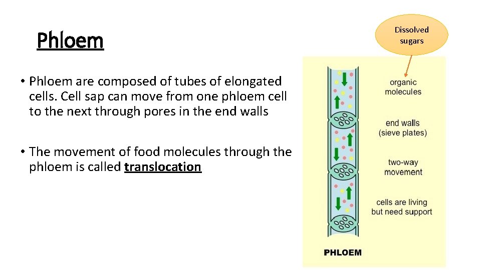 Phloem • Phloem are composed of tubes of elongated cells. Cell sap can move