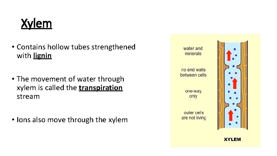 Xylem • Contains hollow tubes strengthened with lignin • The movement of water through