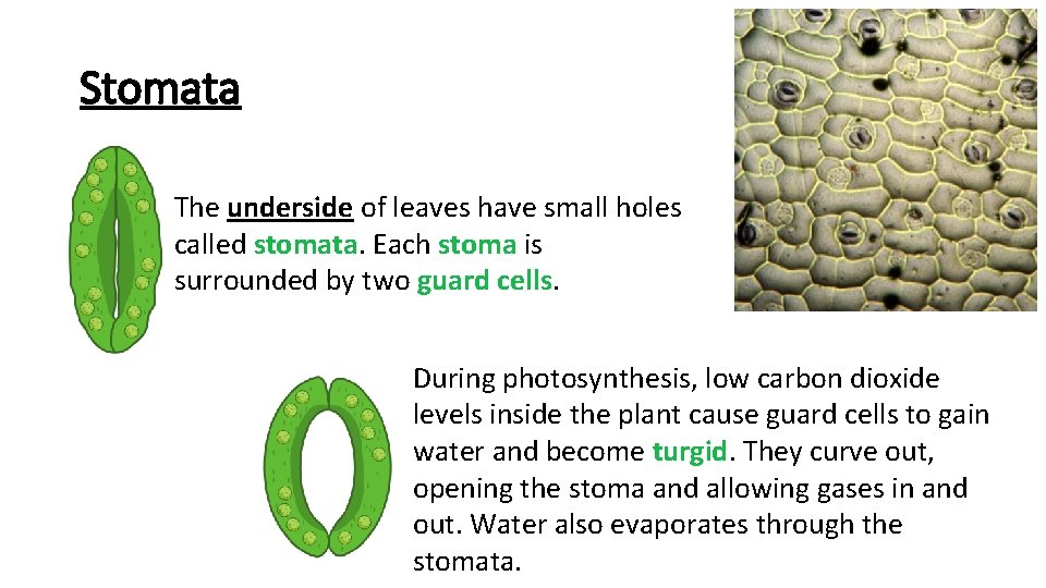 Stomata The underside of leaves have small holes called stomata. Each stoma is surrounded