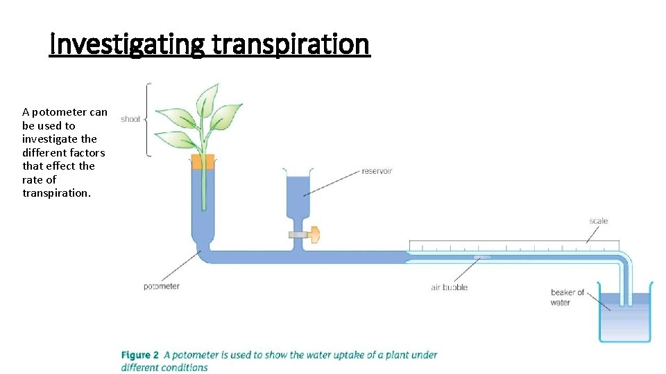 Investigating transpiration A potometer can be used to investigate the different factors that effect