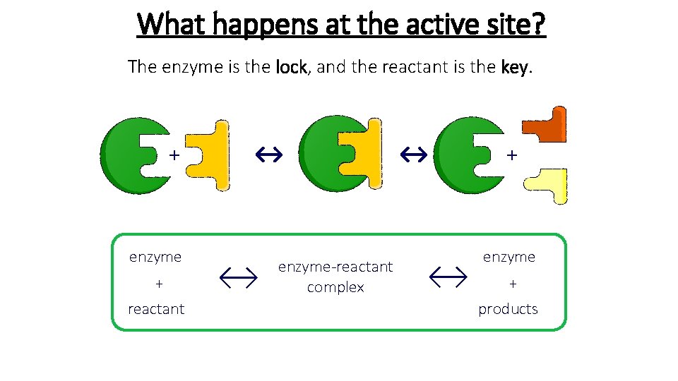 What happens at the active site? The enzyme is the lock, and the reactant