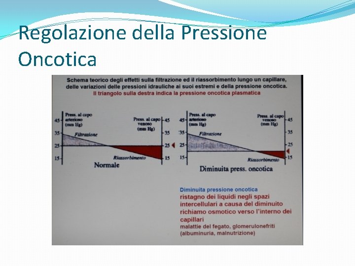 Regolazione della Pressione Oncotica 