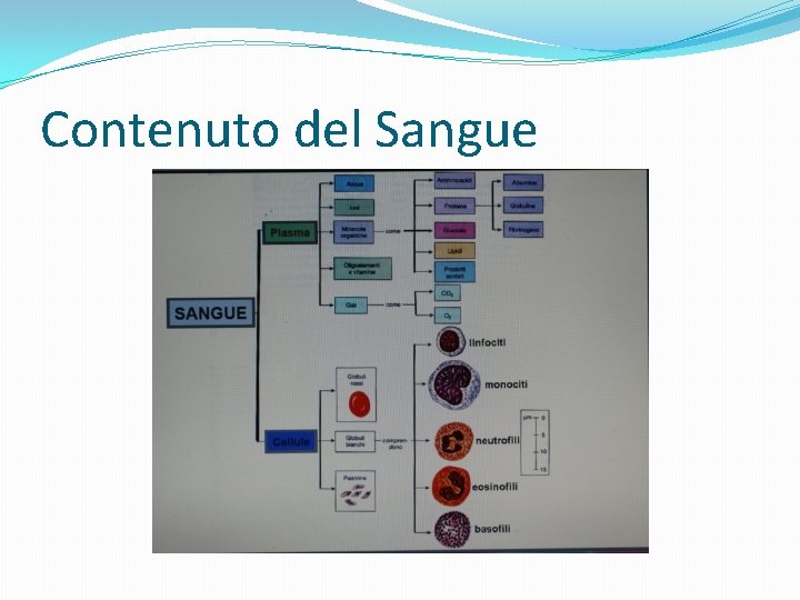 Contenuto del Sangue 