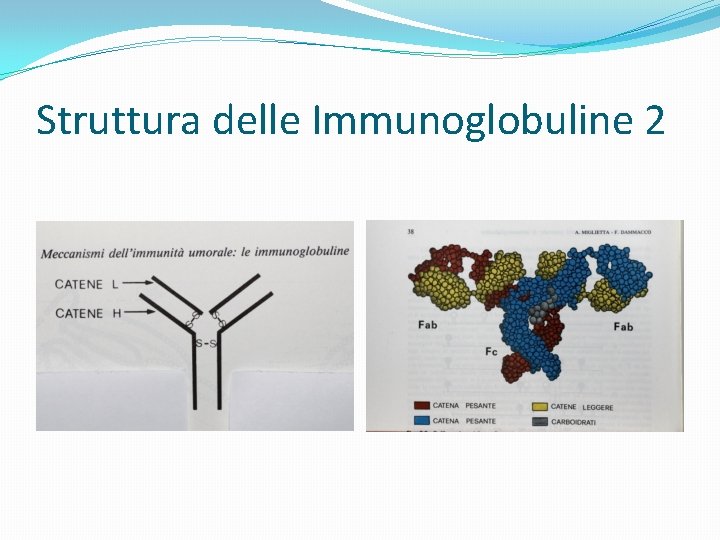 Struttura delle Immunoglobuline 2 