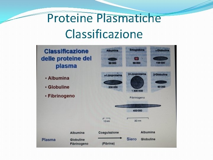 Proteine Plasmatiche Classificazione 