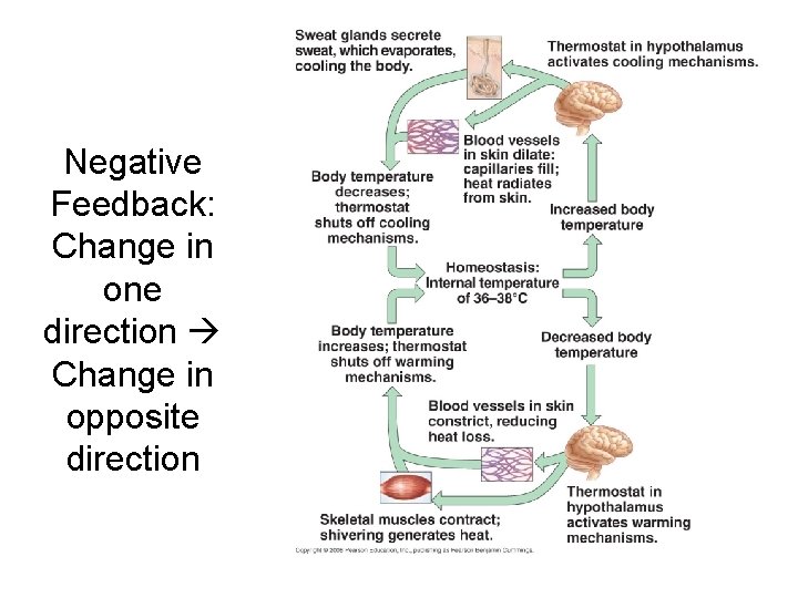 Negative Feedback: Change in one direction Change in opposite direction 