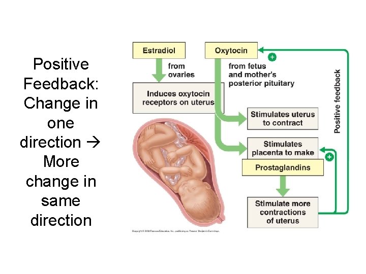 Positive Feedback: Change in one direction More change in same direction 