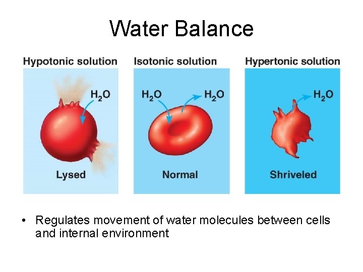 Water Balance • Regulates movement of water molecules between cells and internal environment 